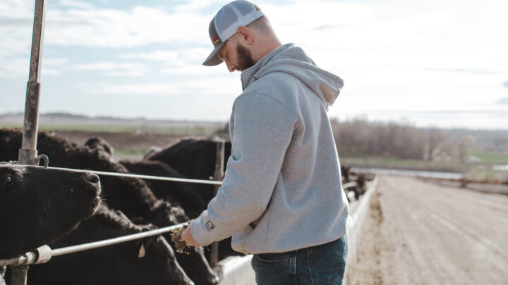 The new animal science minor will be an important addition for Morningside University students interested in studying ag, like this student tending to cattle