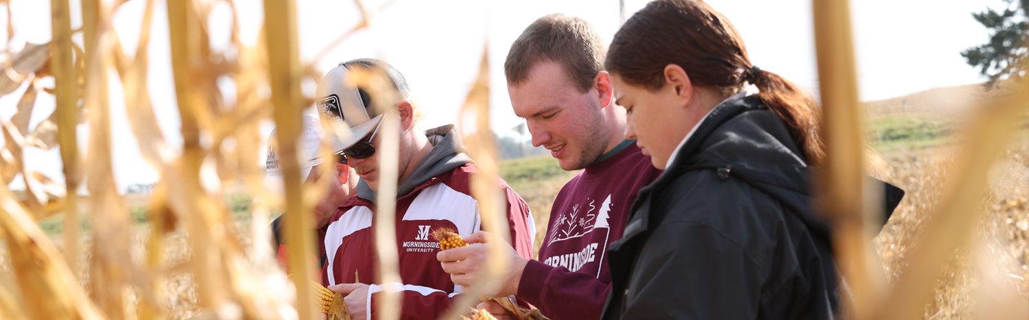 Ag students standing in a cornfield