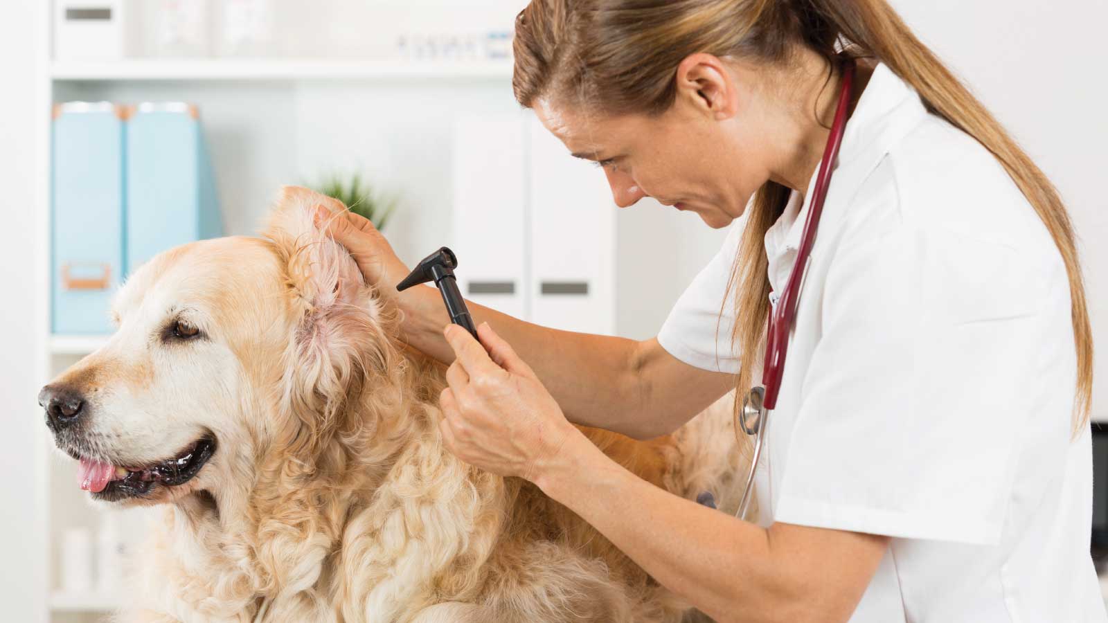 veterinary and dog